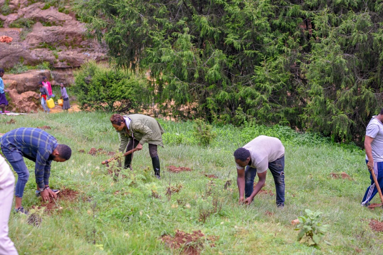Community tree planting in Chepalungu